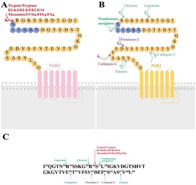 Update on protease-activated receptor 2 in inflammatory and autoimmune dermatological diseases